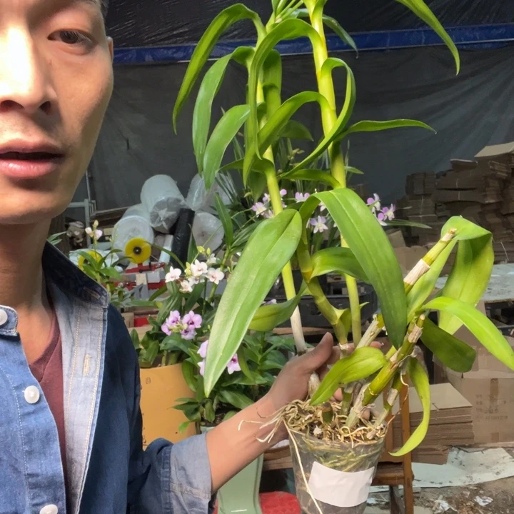 晓***i全部花苞秋石斛AYLA原盆