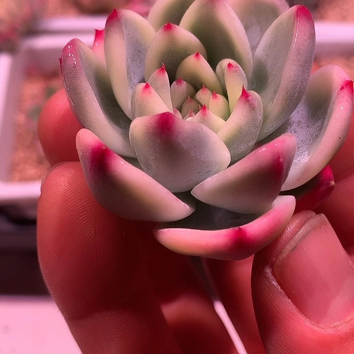 拉糖锦，复轮锦头盖