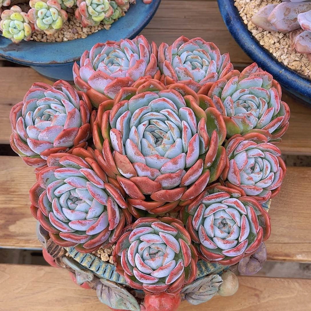 韩版厚梦捧花多肉