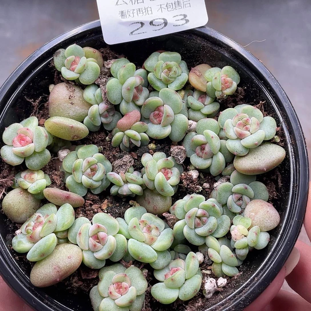 云糖心多肉植物293