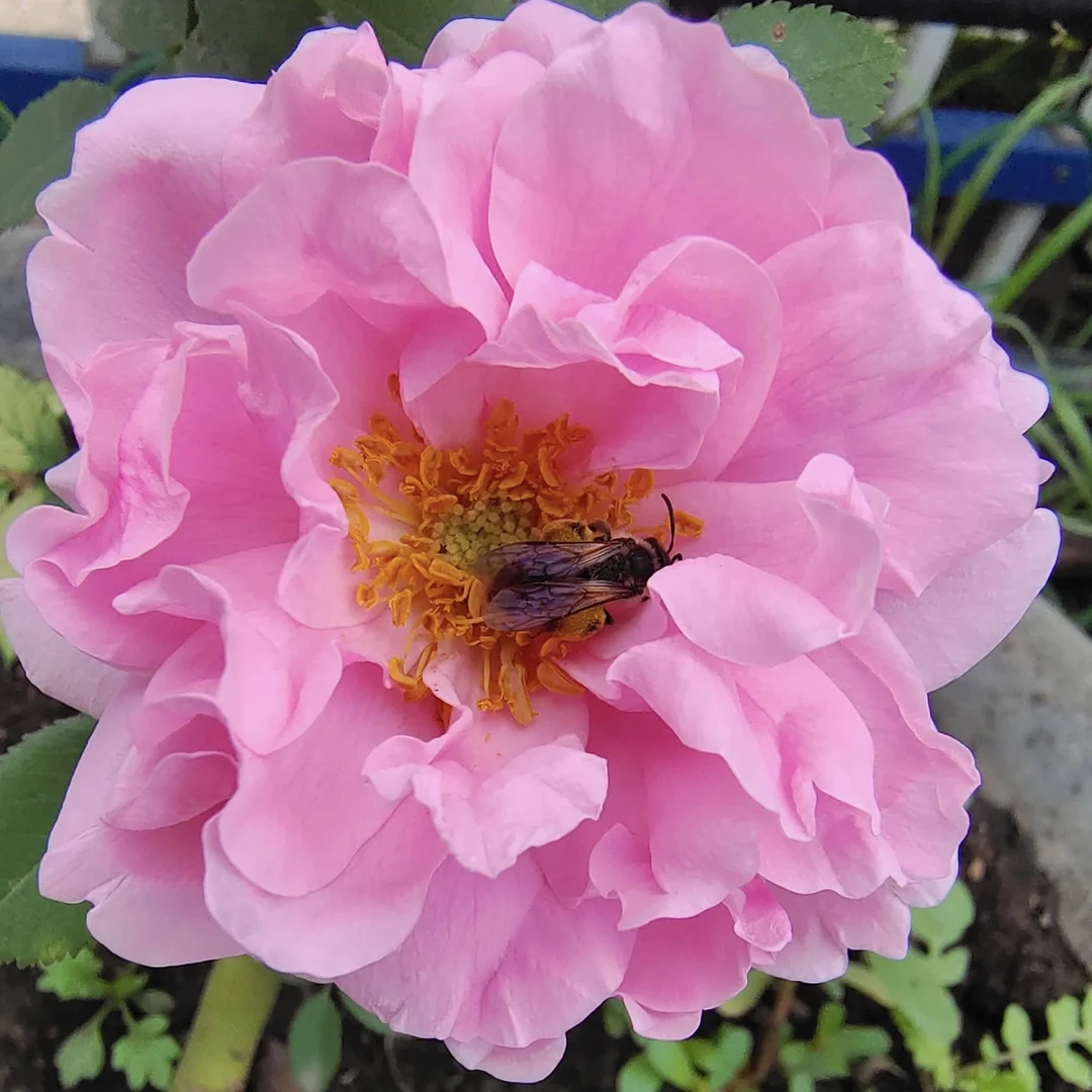 寒粉棒棒糖花苗《拍一发二》耐寒顺丰包邮