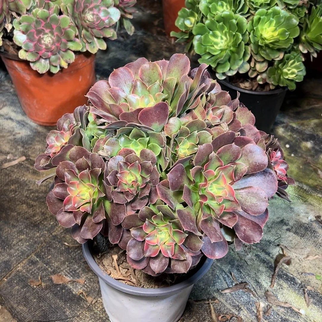 91多肉多多多肉多肉多肉