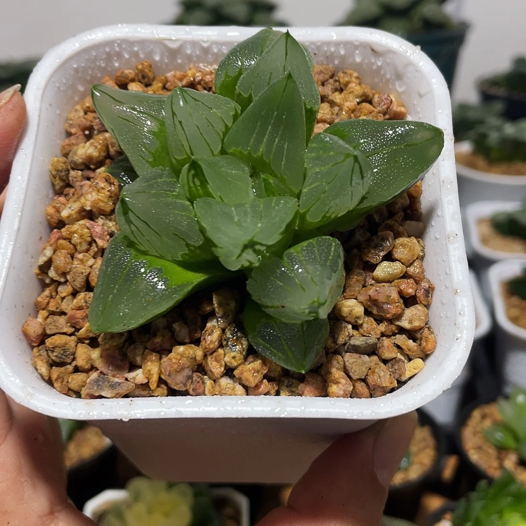 万象盆正版冰城寿