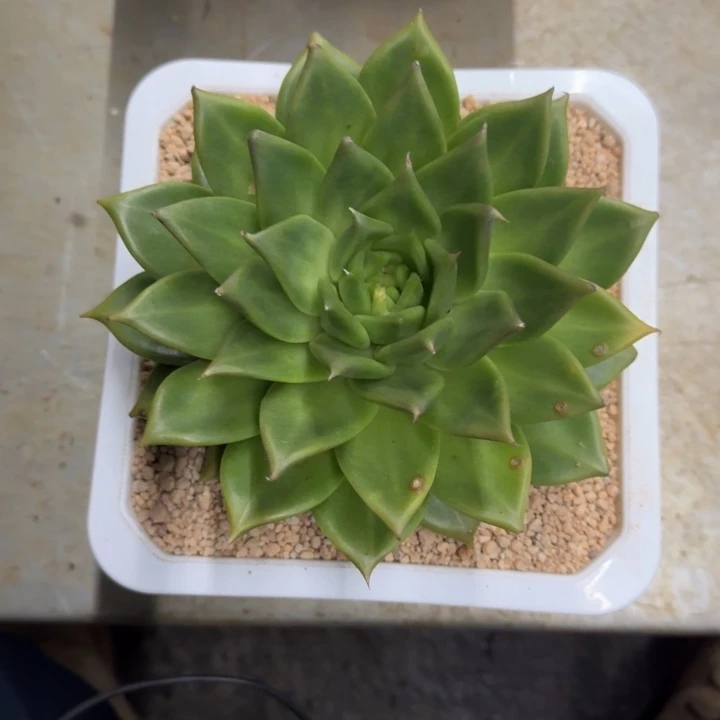 东云 黄金个体 一物一拍