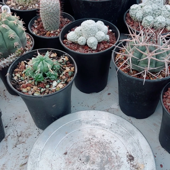 华***仔完全开放芦荟6个小苗