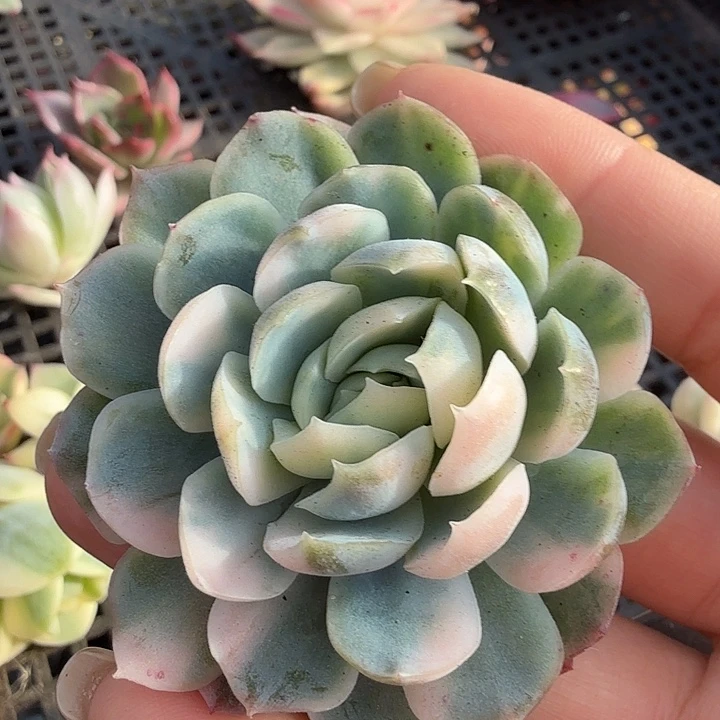 贝瑞锦主头无根 多肉锦