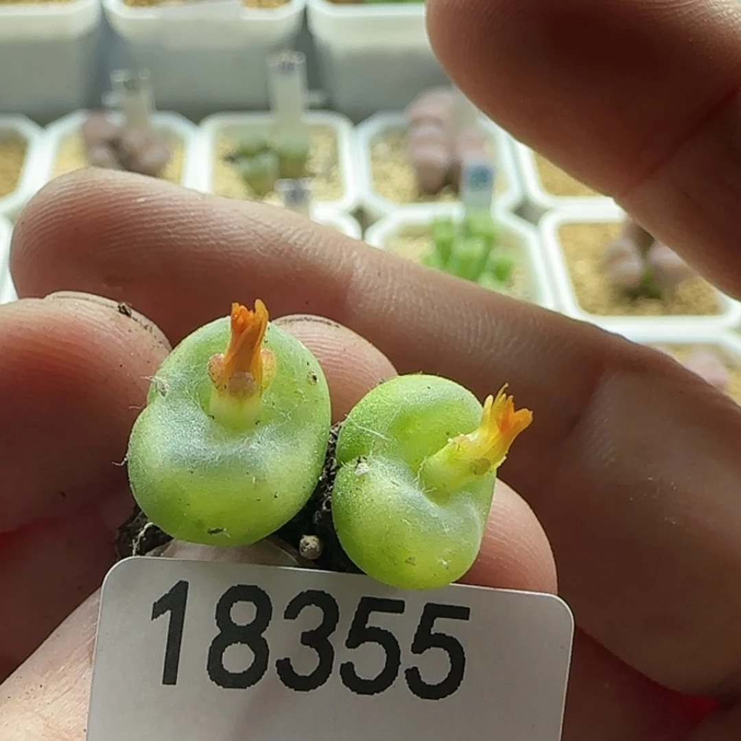 【闪购商品】18355水晶鞋