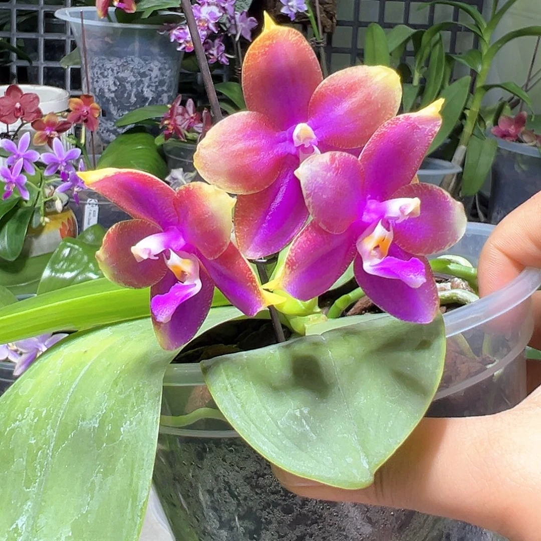 大部分开放少量花苞