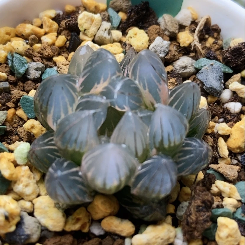 【闪购商品】米**一霓虹灯153