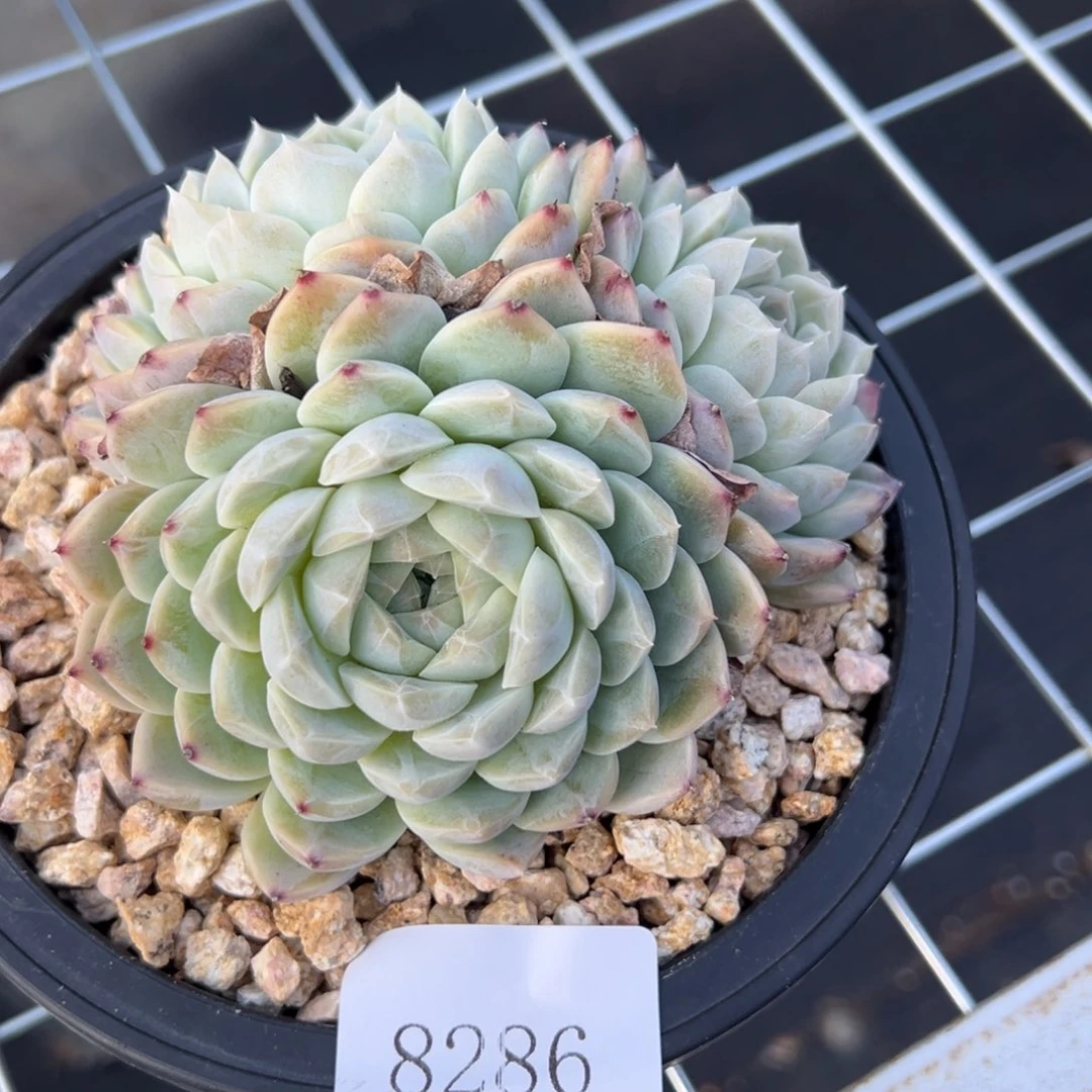 米*丫8286多肉多多多多多