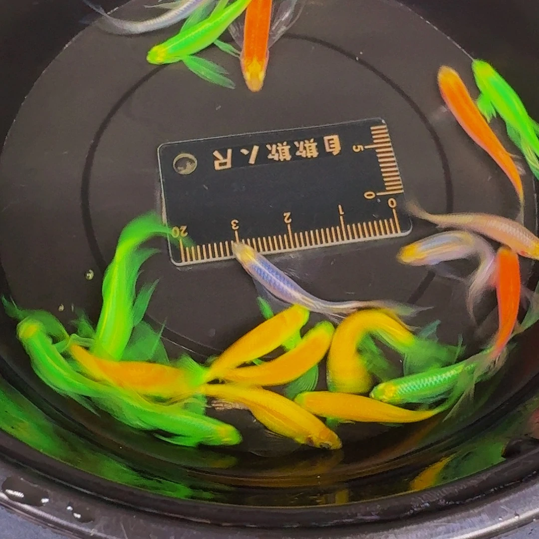 斑马鱼蝶翼斑马微瑕疵20