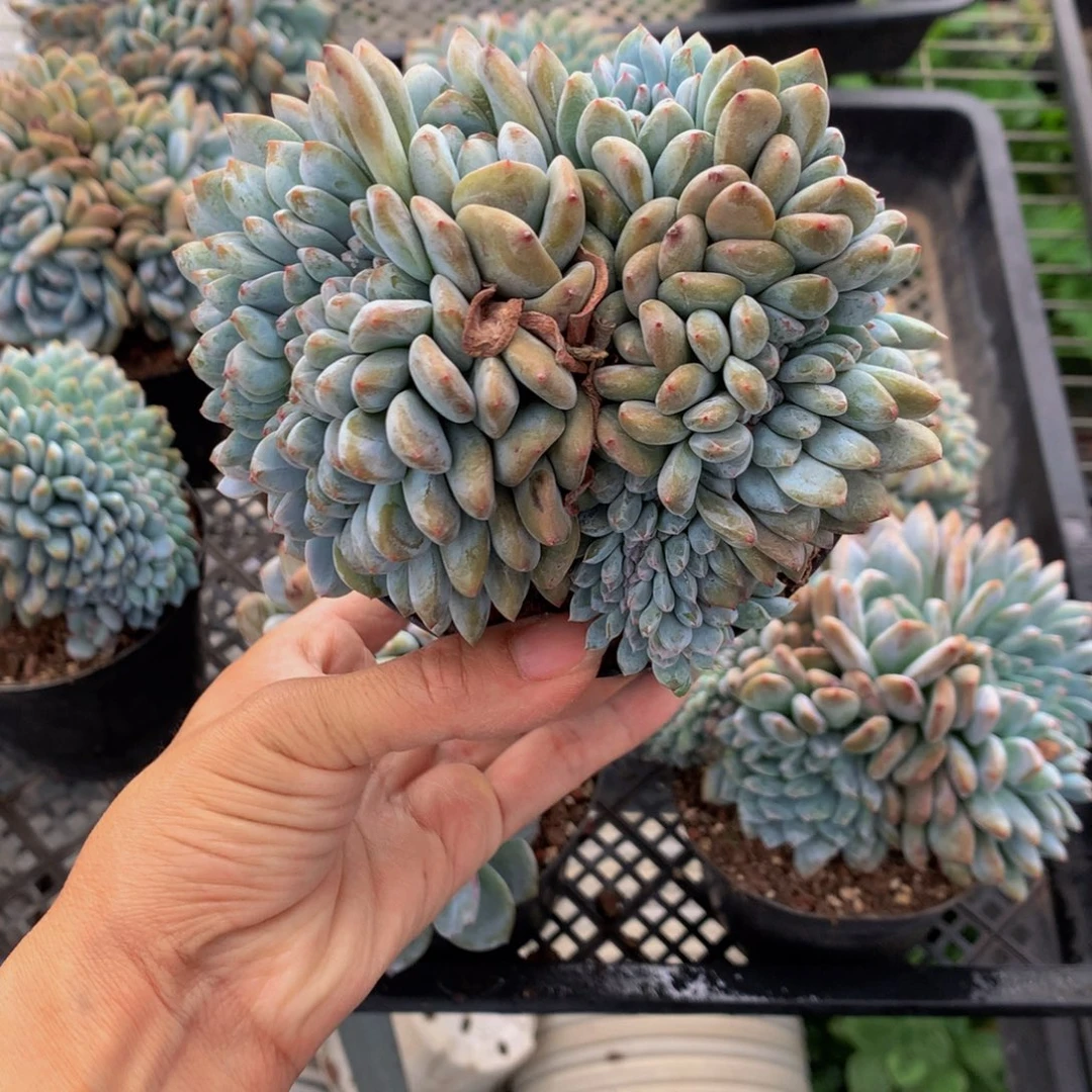 柠***酸10709缀嗯嗯嗯嗯嗯嗯好想