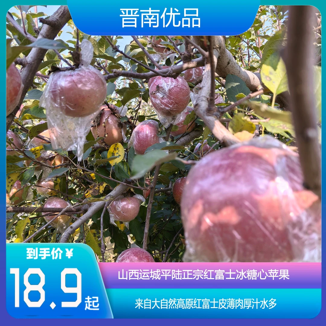 山西运城平陆正宗红富士冰糖心苹果产地现摘现发甜苹果