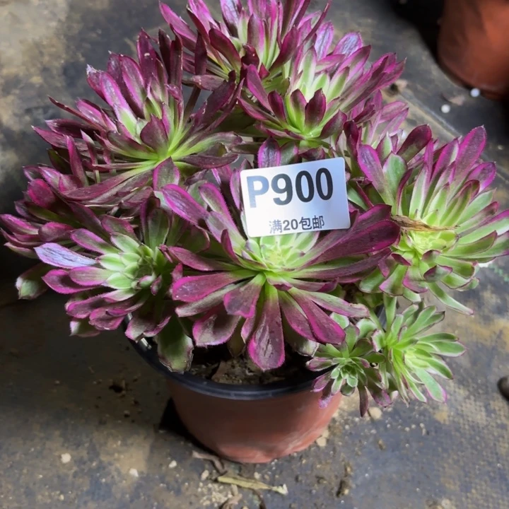 瑞妈，，。。。。900仙墨，