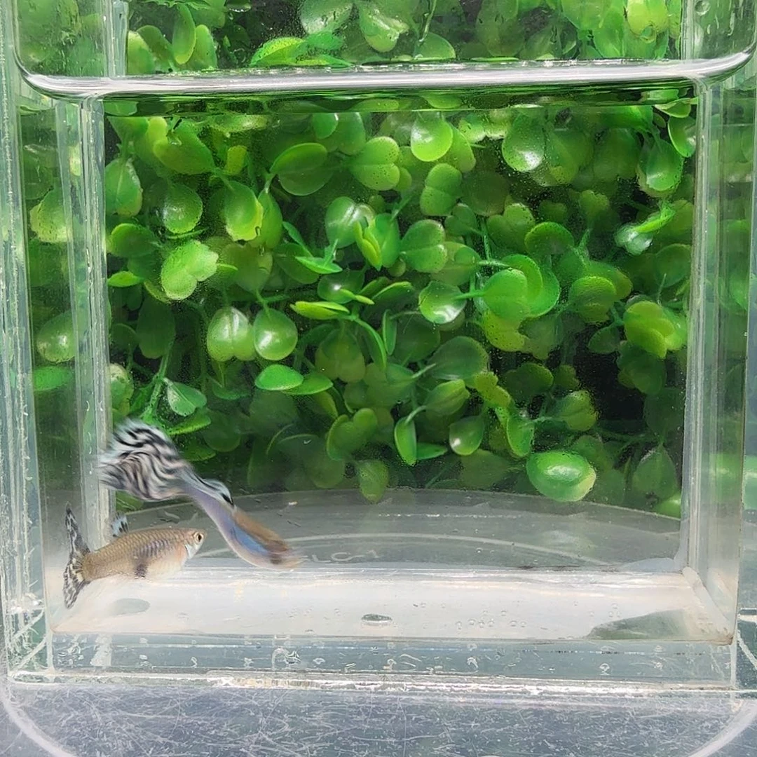 孔雀鱼新加蓝马赛克一对小亚成
