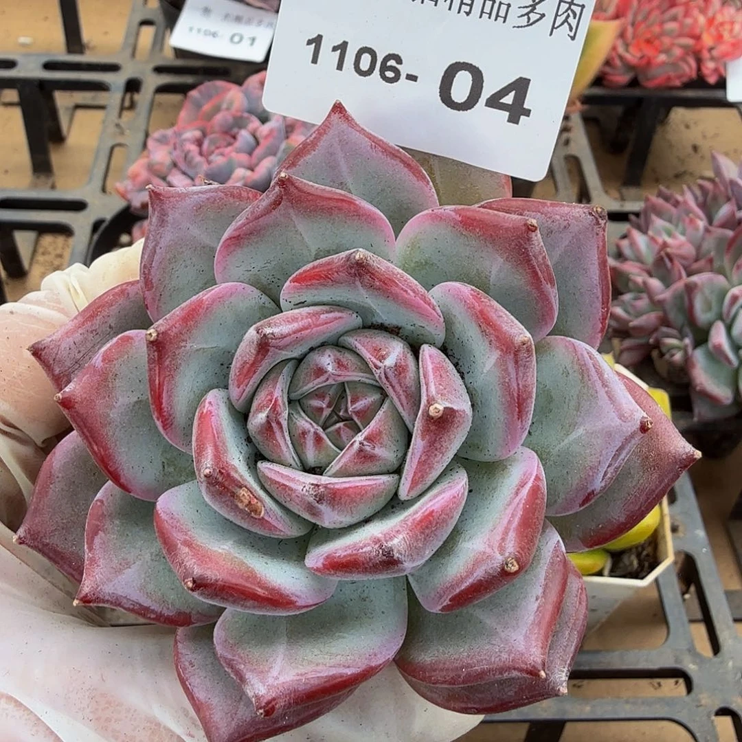 1106-04多肉一物一拍