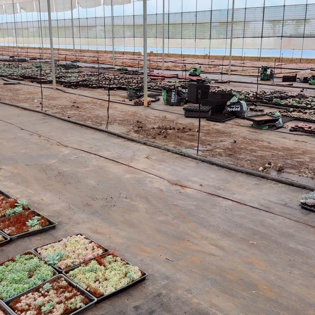 6.18福利五号箱子一箱子多肉量拍