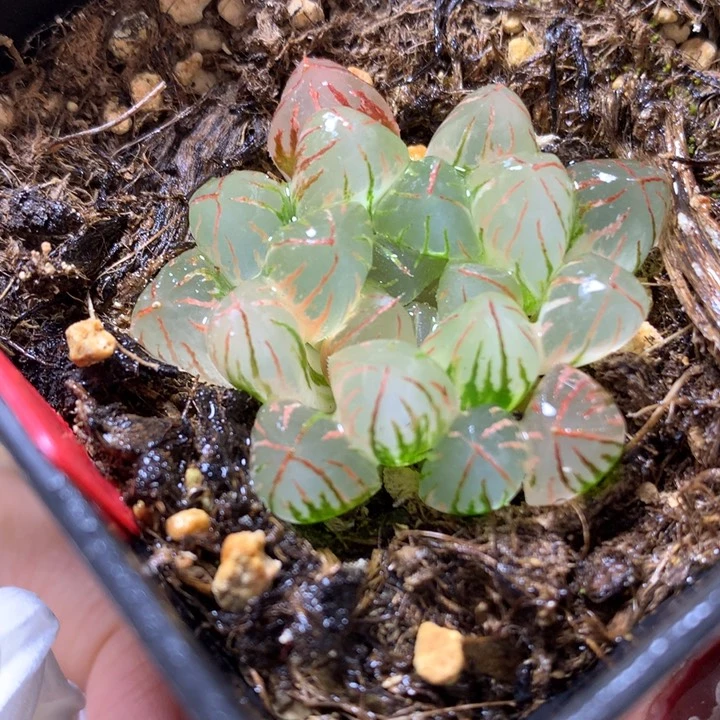狄原on5玉露锦带盆土发货