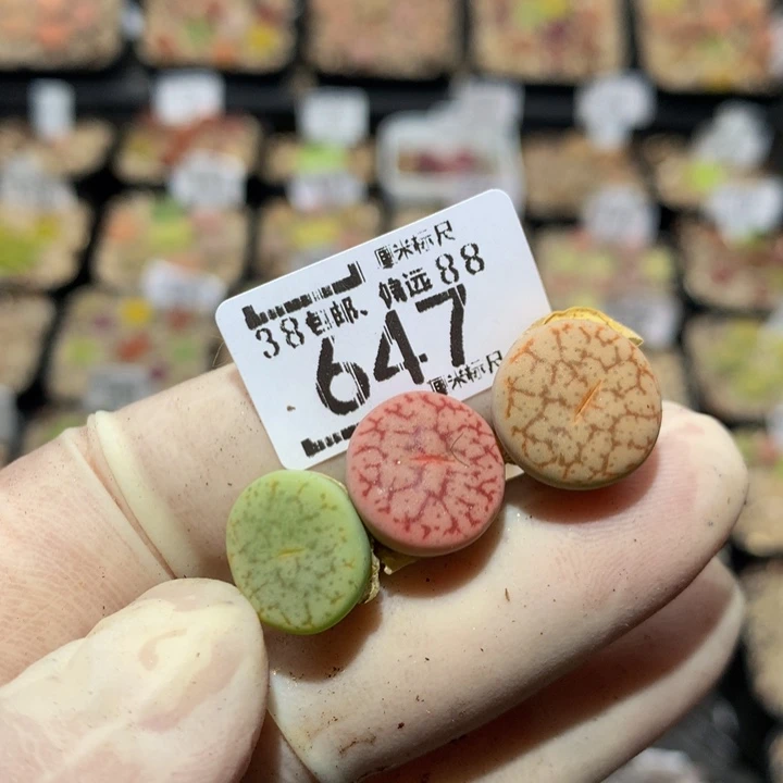 zzz精品生石花647
