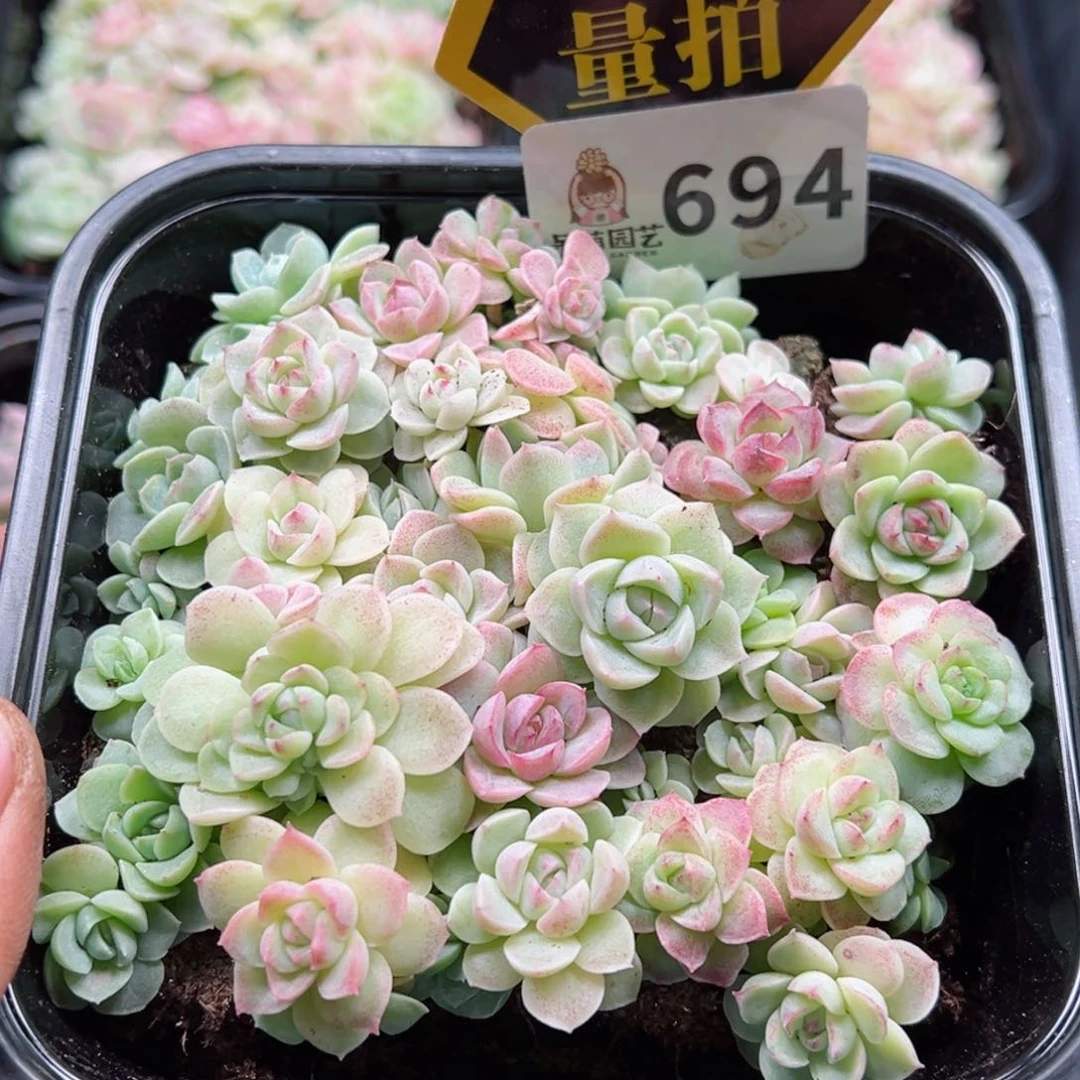 多肉植物多肉植物