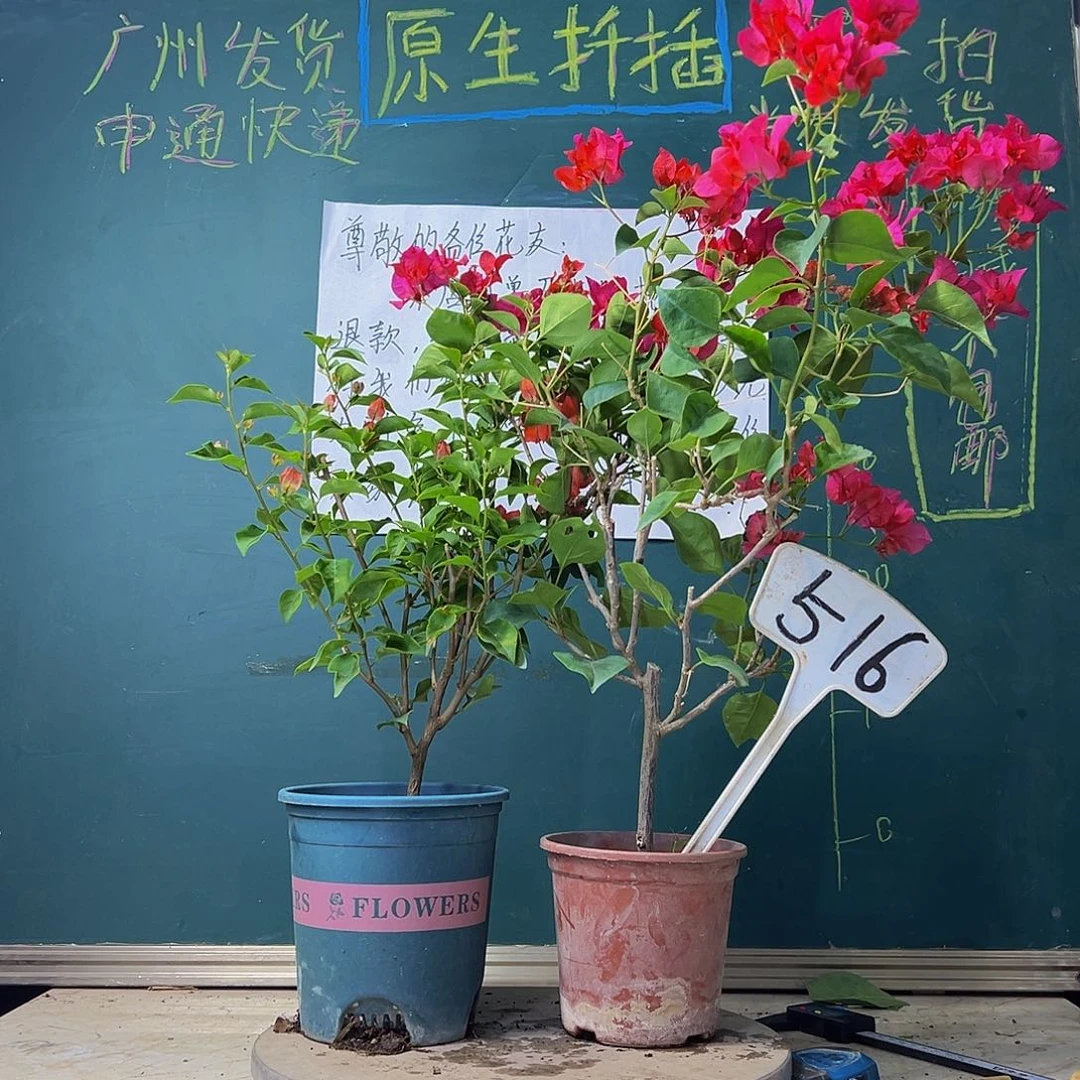 当前无花栽培后可以开花福利 红灯笼 五宝红 516