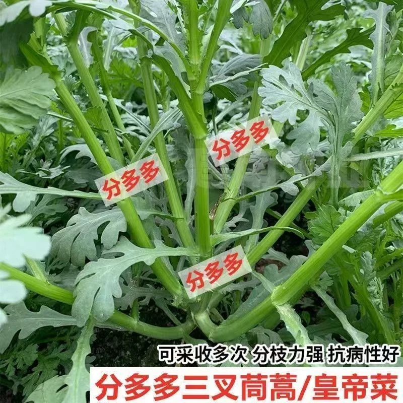 【全店满6包包邮】三叉分多多茼蒿种子