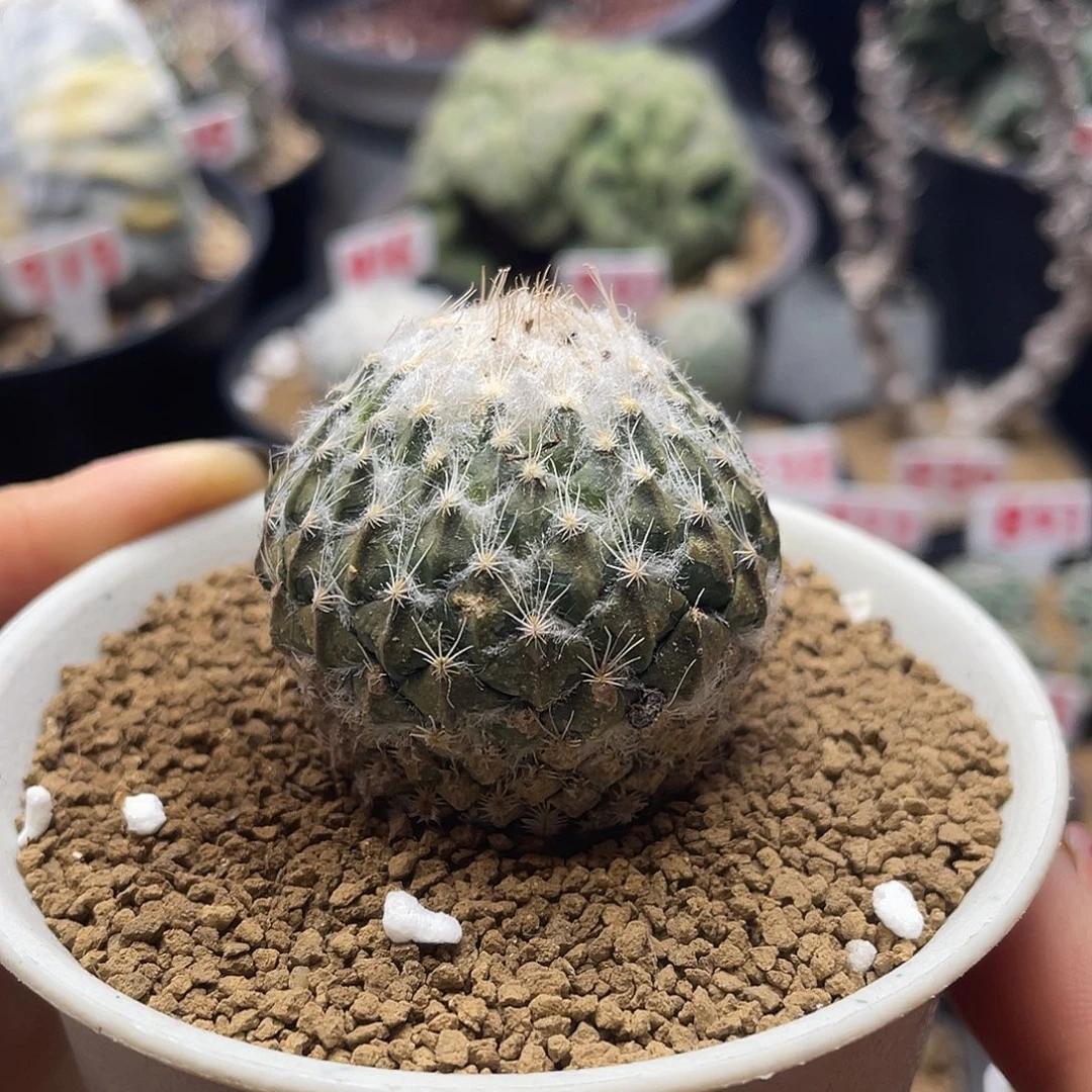 斧突银牡丹的仙人球