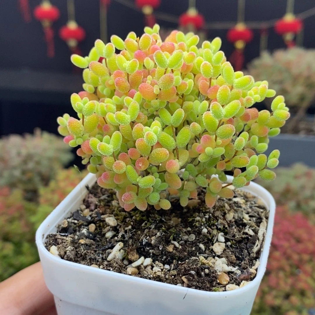 44号蜜橘糖球枝干多肉