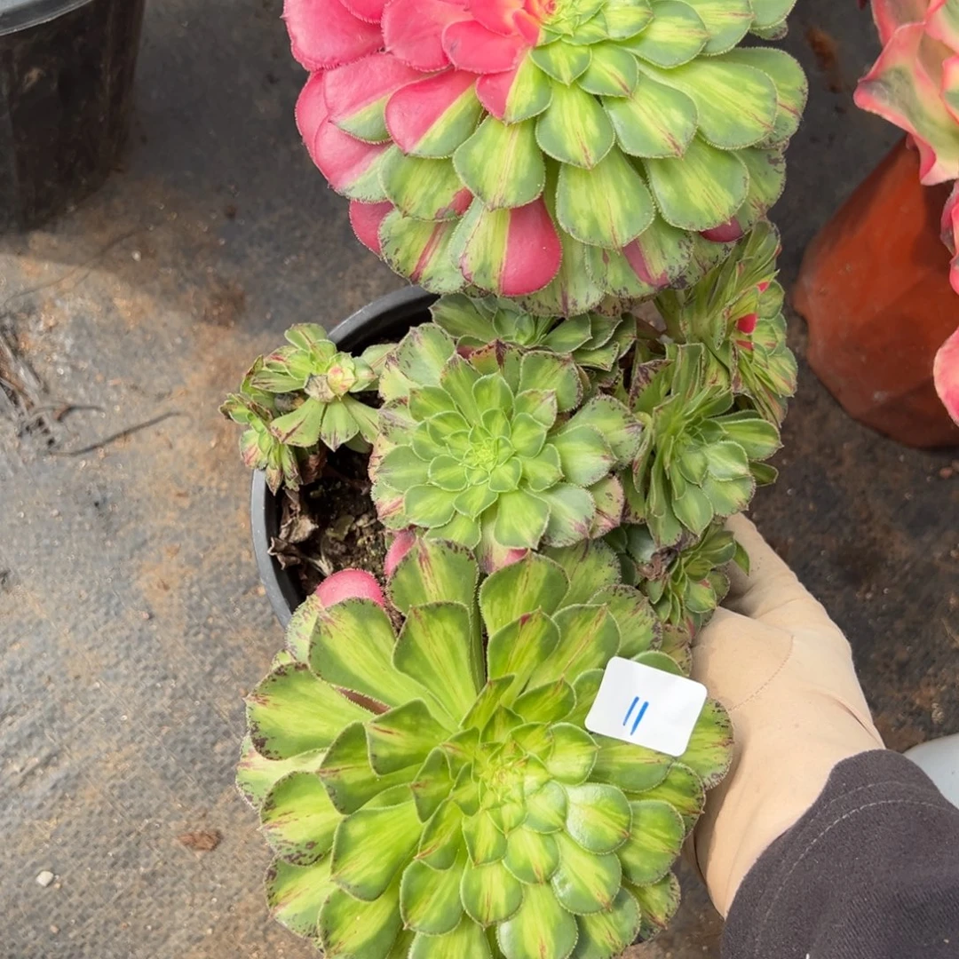 11知否砍头多肉椅子