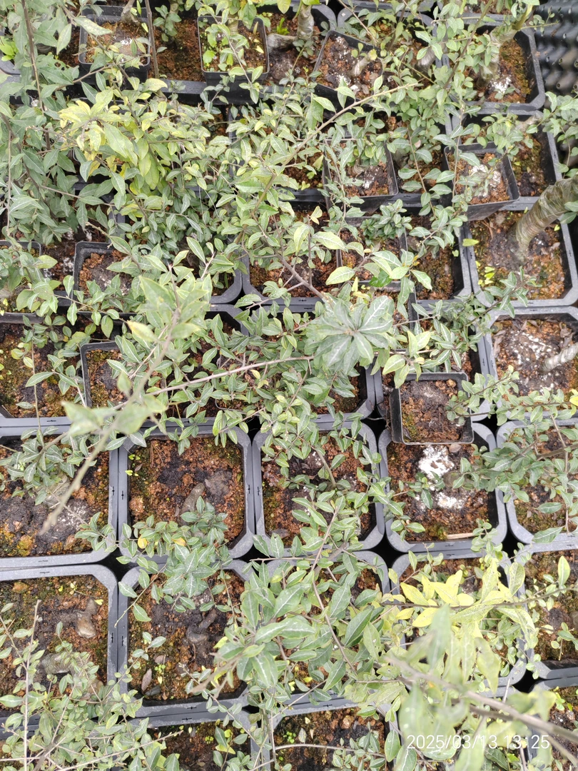 直播链接出售金弹子小微盆景素材，一树一价，对应实物下单