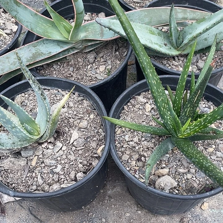 无花朵芦荟福利套餐4个品种