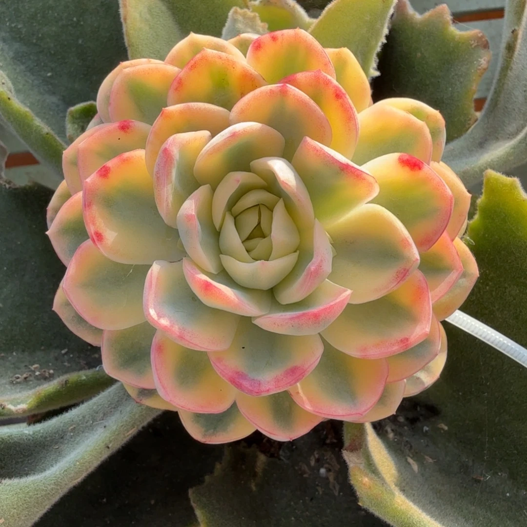 望月锦群带十个侧芽