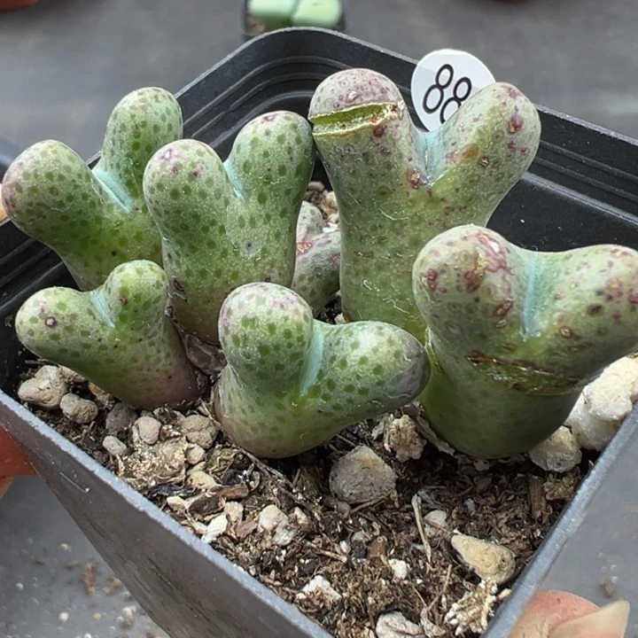 888干整盆111111111111