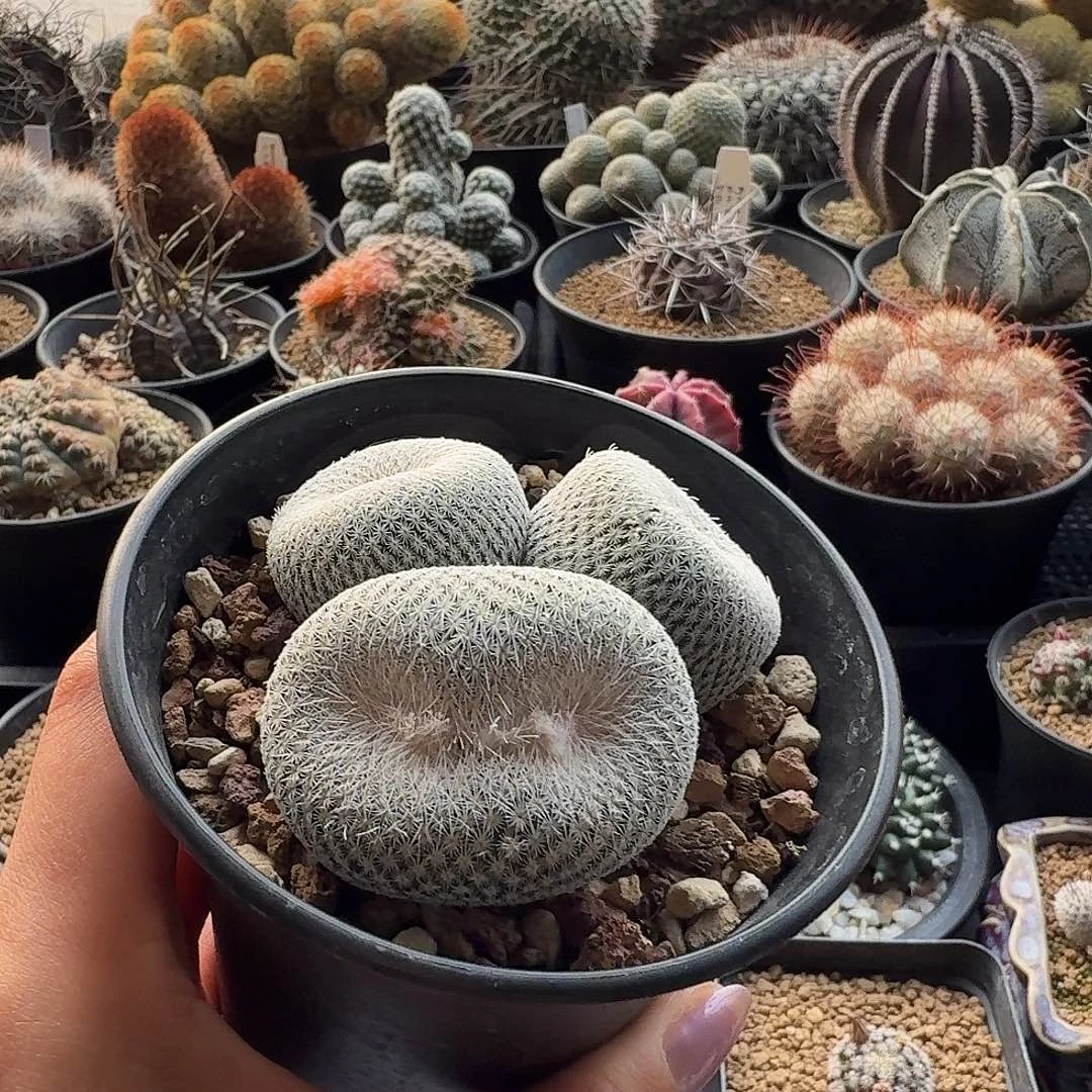 伊朗丸缀化带盆发货