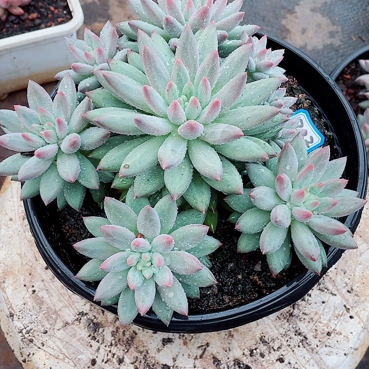 722 美人 一物一拍