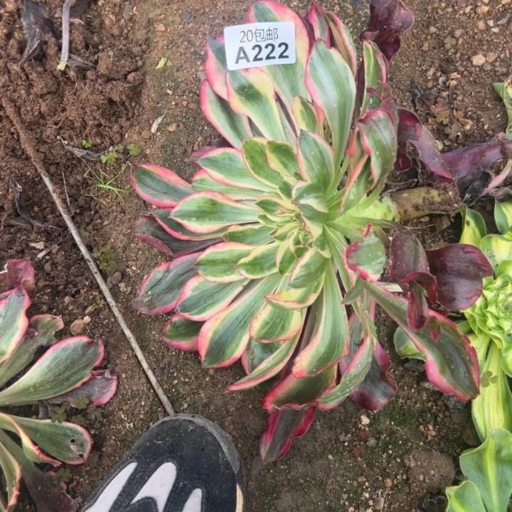 多肉植物222不售后