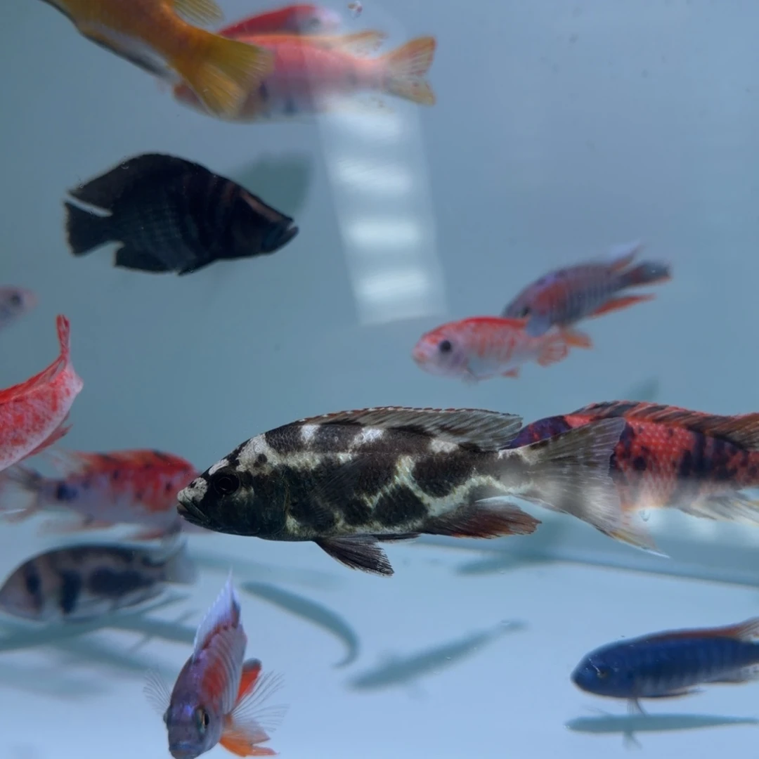 海水鱼大缸奶牛11