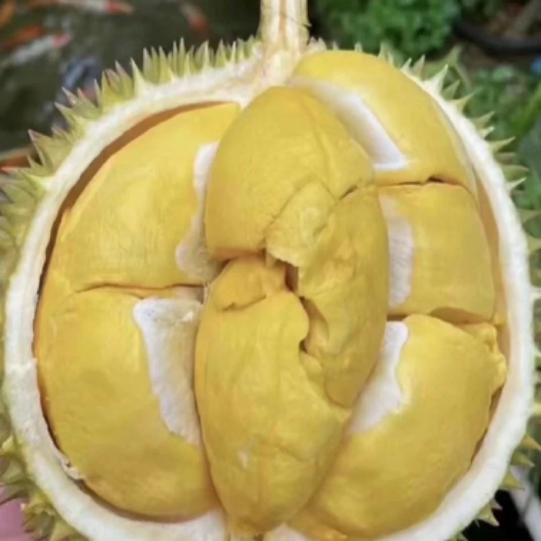 越南干饶树熟鲜榴莲榴莲同城送（核小1公斤）干尧越南