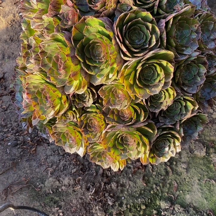 万圣节一颗超大了多肉