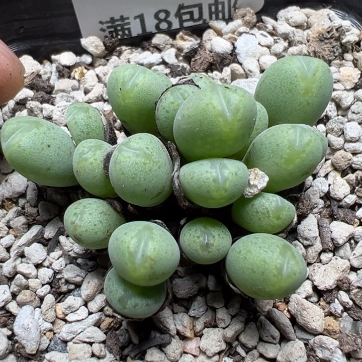 【闪购商品】 594。