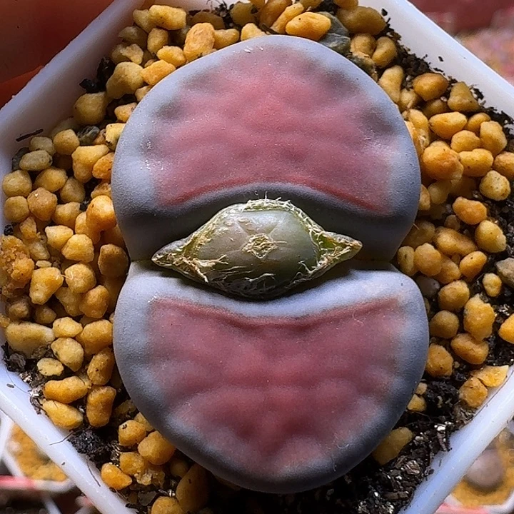 无***影生石花111122。   208