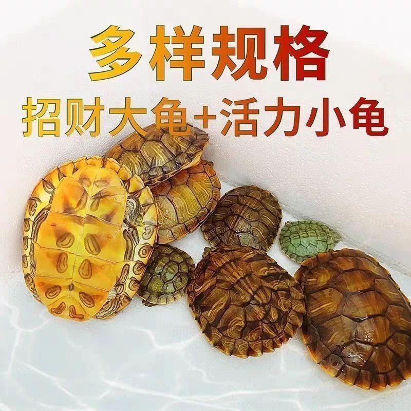 巴西彩龟可爱观赏龟大小珍珠龟红耳黄耳龟