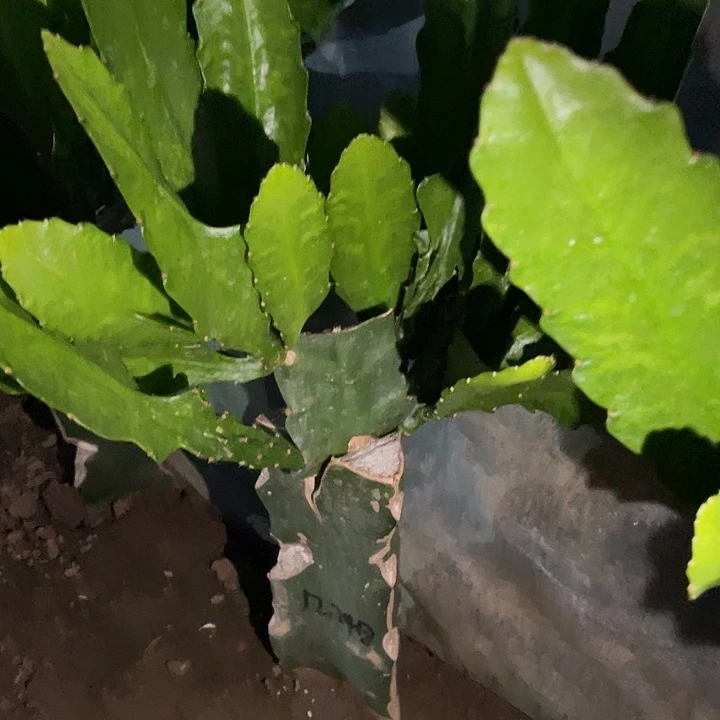 令箭荷花嫁接小粉