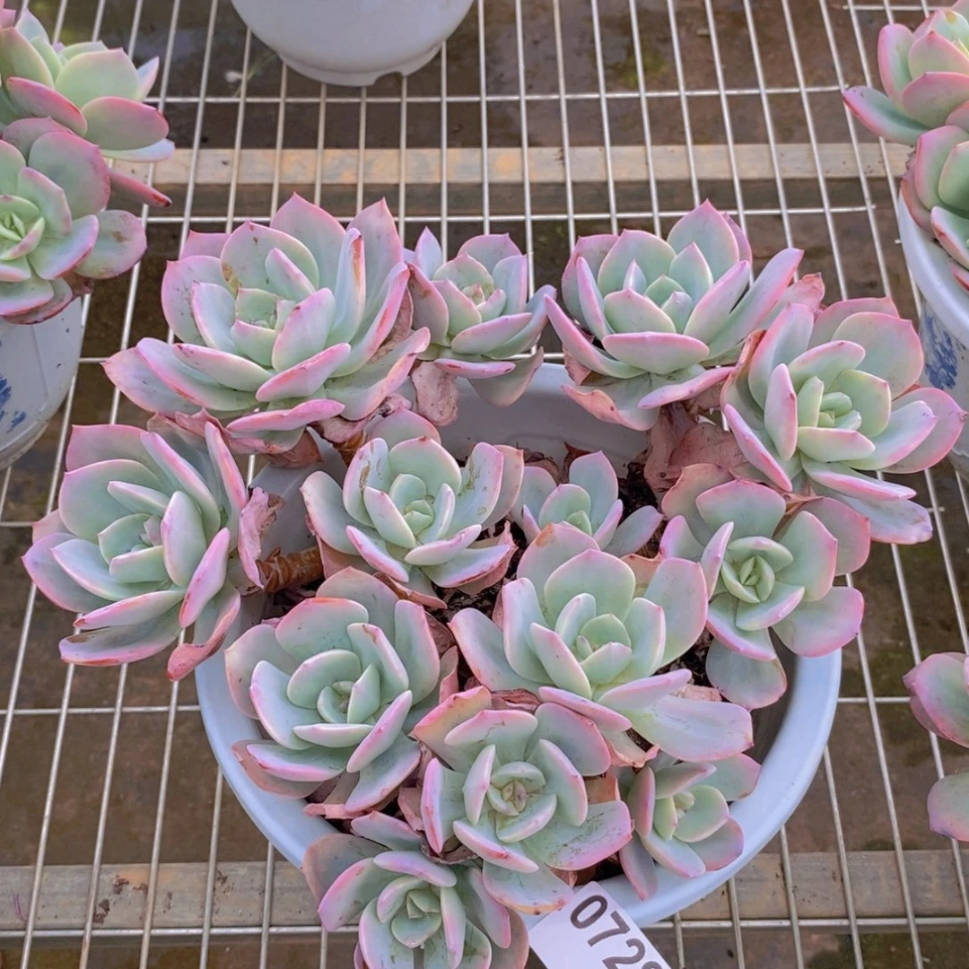 0728白凤多头一物一拍