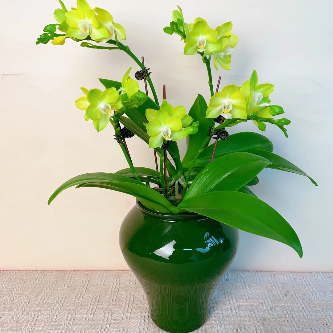 A级【薄荷糖】蝴蝶兰室内绿植花卉艺术高端组盆系列盆栽