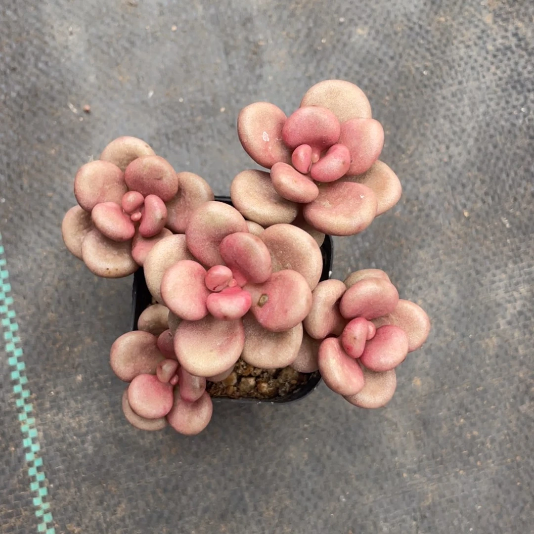 原始桃花奶酪群生无砍