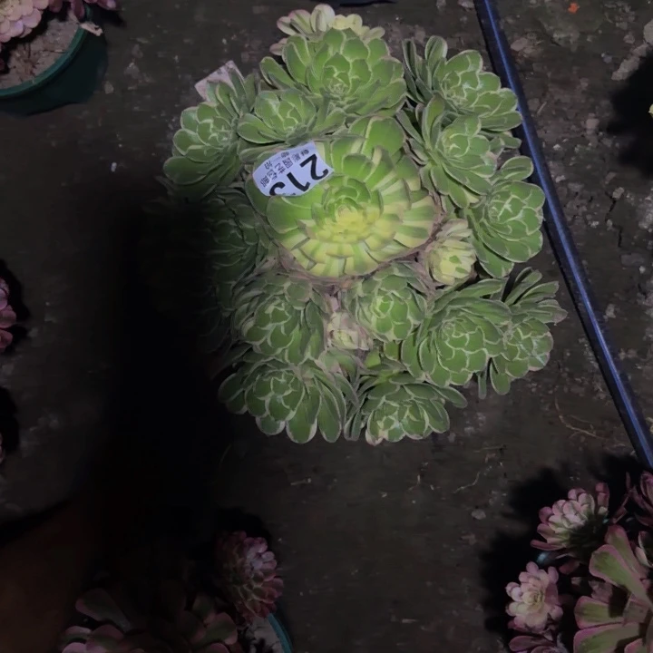 万紫30-14包邮花花