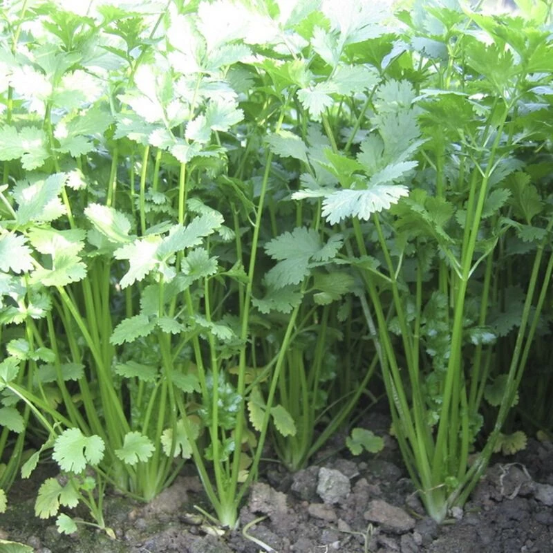 香菜约100g