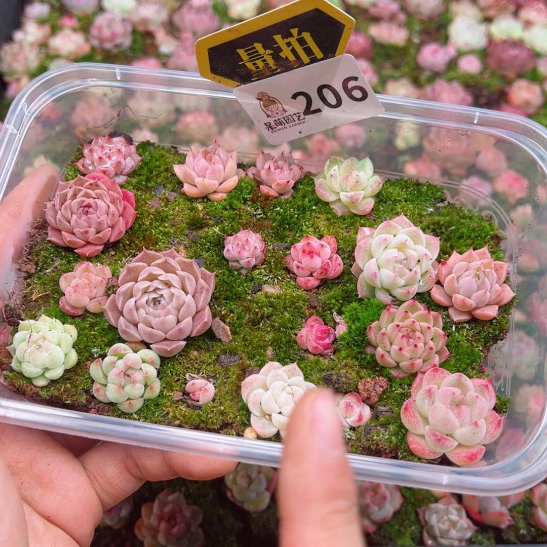 多肉植物多肉植物