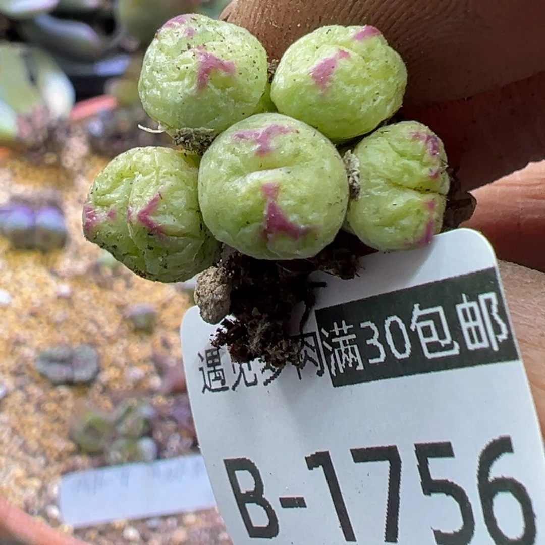 多肉植物1111111111114